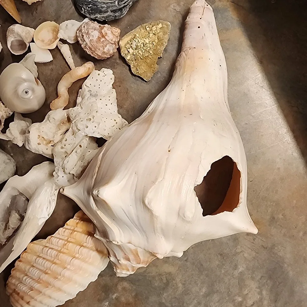 Beautiful Sea Shells Lot- Some Unique & Rare Shark teeth Aquarium Nautical Decor
